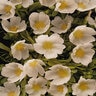 Portulaca Oleracea RioGrande White Purslane