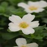 Portulaca Oleracea RioGrande White Purslane