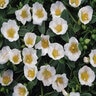 Portulaca Oleracea RioGrande White Purslane