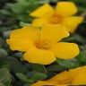 Portulaca Oleracea RioGrande Yellow Purslane