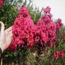 Lagerstroemia Indica Pink Velour Crape Myrtle 8 ft. Height Ball and Burlap