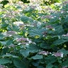 Hydrangea Arborescens ssp. Radiata Invincibelle Lace Smooth Hydrangea