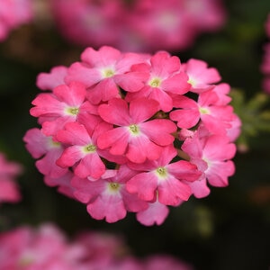 Verbena Peruviana Firehouse Pink Verbena