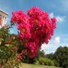 Lagerstroemia Indica Country Red Crape Myrtle 15 gal. Container