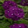 Verbena Peruviana Firehouse Purple Verbena