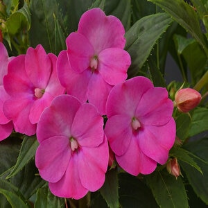 Impatiens X Hybrida SunPatiens Compact Lilac New Guinea Impatiens