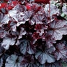 Heuchera X Northern Exposure Black Coral Bells