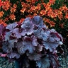 Heuchera X Northern Exposure Black Coral Bells