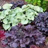 Heuchera X Northern Exposure Black Coral Bells