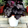 Heuchera X Northern Exposure Black Coral Bells