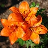 Lilium Orange Pixie Asiatic Lily
