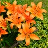 Lilium Orange Pixie Asiatic Lily