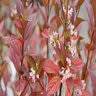 Viburnum x Sweet Talker Proven Winners Fragrant Viburnum