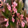 Viburnum x Sweet Talker Proven Winners Fragrant Viburnum