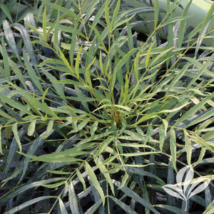 Mahonia Confusa Indigo Flair Mahonia