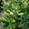 Acer Palmatum Matthew Japanese Maple