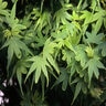 Acer Palmatum Matthew Japanese Maple