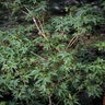 Acer Palmatum Matthew Japanese Maple