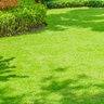 Bermuda Sod TifTuf Bermudagrass (per sq. ft.)