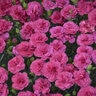 Dianthus X Pretty Poppers Double Bubble Pinks