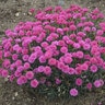 Dianthus X Pretty Poppers Double Bubble Pinks