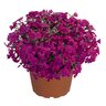 Phlox Subulata Spring Hot Pink Creeping Phlox