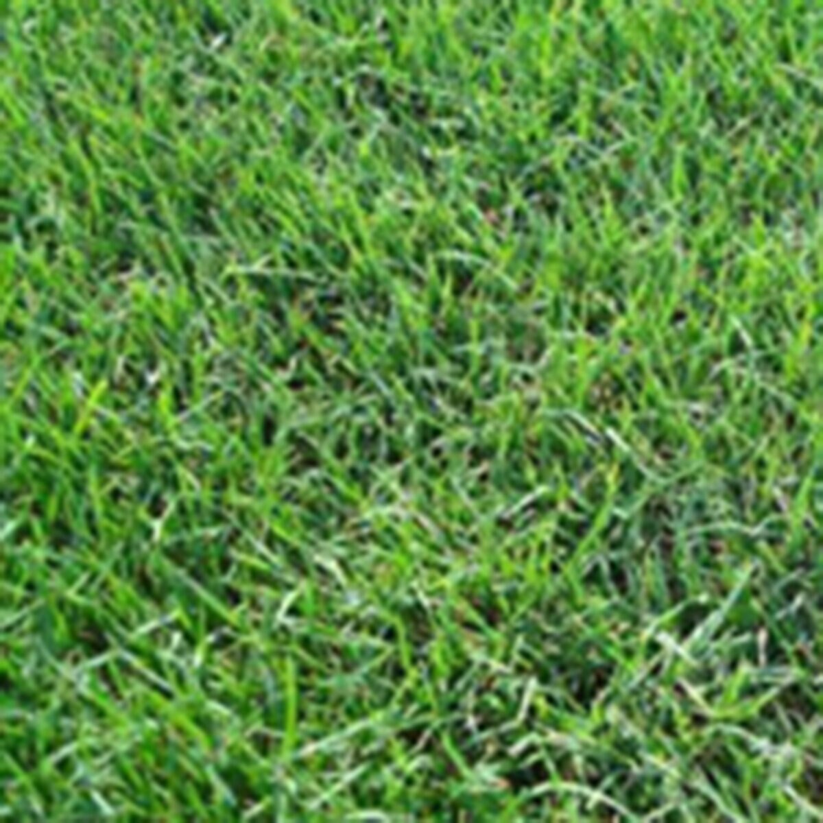 Bermuda Sod Tifway 419 Special Bermudagrass (per sq ft. SiteOne