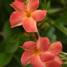 Mandevilla X Diamantina Coral Orange Sunrise Dipladenia