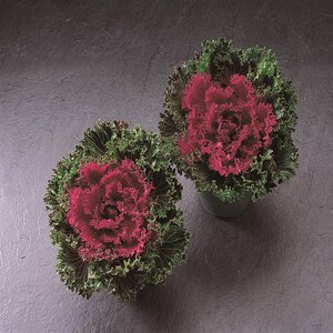Brassica Oleracea Glamour Red Ornamental Cabbage and Kale
