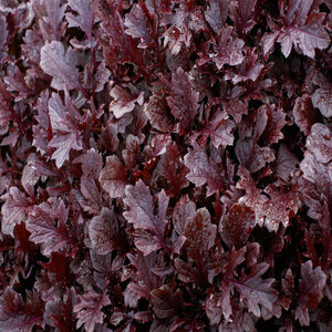 Brassica Juncea Miz America Mizuna Mustard