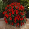 Impatiens X Hybrida SunPatiens Vigorous Red Impatiens
