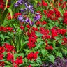 Salvia Splendens Saucy Red Scarlet Sage