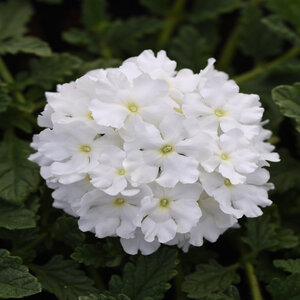 Verbena Peruviana EnduraScape White Vervain