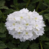 Verbena Peruviana EnduraScape White Vervain