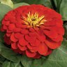 Zinnia elegans Magellan Scarlet Zinnia