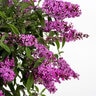 Buddelia X Baby Buzz Candy Pink Butterfly Bush