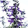 Salvia X Guarantica Bodacious Rhythm and Blues Salvia