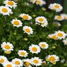 Leucanthemum Paludosum Creeping Daisy