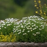 Leucanthemum Paludosum Creeping Daisy