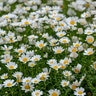 Leucanthemum Paludosum Creeping Daisy