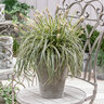 Carex Oshimensis Feather Falls Portfolio Japanese Sedge