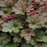 Heuchera X Villosa Carnival Fall Festival Coral Bells