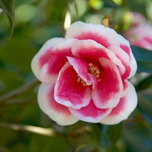 Camellia X Vernalis Christmas Carol Camellia