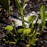 Dionaea muscipula Venus Fly Trap