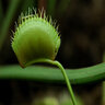 Dionaea muscipula Venus Fly Trap