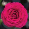 Rosa X Meizolnil Stiletto Hybrid Tea Rose