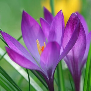 Crocus Bulb Species Tommasinianus Ruby Giant Crocus