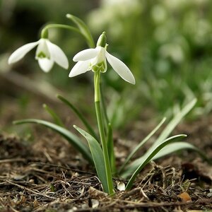 Galanthus Bulb Nivalis Common Snowdrops