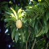 Manikara Zapota Sapodilla Sapota