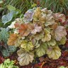 Heuchera x Dolce Toffee Tart Proven Winners Coral Bells